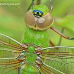Anax junius Macro Male