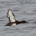 Ferruginous Duck (Aythya nyroca) M