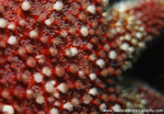 UML026: Sunstar Macro