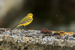 Yellow Wagtail (male) watches a flying insect at Farmoor