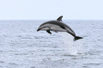 Dusky Dolphin jumping, Chilean coast