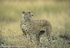 Male cheetah an inhabitant of open plains