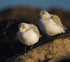 Sanderling