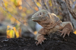 Barrington Land Iguana, Santa Fe Island, Galapagos