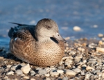 Wigeon on the Rocks 173-2452