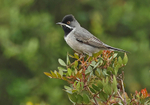 Ruppell's Warbler
