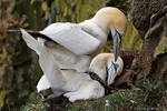 Gannet (Morus bassanus) portfolio
