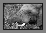 Elephant.KJS_2504 BW