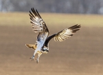 No.0099 Rutland Osprey