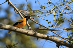 Black-hooded Oriole, Bandhavgarh Reserve, Madhya Pradesh, India