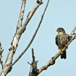 Falco columbarius