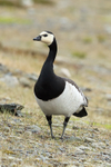 Adult Barnacle Goose, front view, Jokulsarlon, Iceland