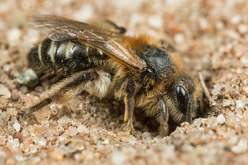 [i]Andrena barbilabris[/i] female preparing a nest burrow. Sandy footpath through farmland. Staffordshire. April 2015.