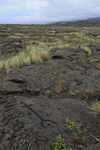 Pu'u Loa Petroglyphs, Hawaii Volcanoes National Park