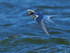 Arctic Tern in flight at Farmoor