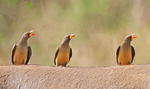 Yellow Billed Oxpeckers
