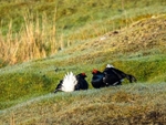 Black Grouse