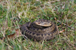 Adder basking in the Forest of Dean
