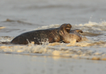 Two Seals Fighting