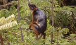 Red Colubus Monkey.