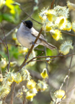 Blackcap in Willow catkins