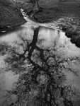 Day 12 - Reflected Oak