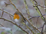IMG_6765 - ROBIN IN THE FROST - Version 3
