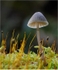 Fungi