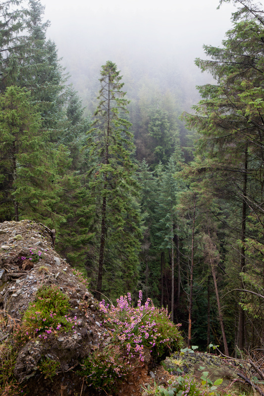 Forest Heather