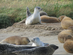 Common Seals