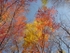 Fall Colors Tennessee