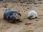 Atlantic Grey Seal