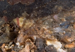 Neopentadactyla mixta