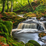 Cloghleagh Woods, Co Wicklow