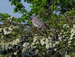 Woodpigeon