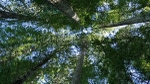 Canopies
