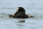 Long-tailed Duck (male) bathing, Iceland