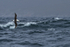 Black-browed Albatross flying over rough sea, Falklands
