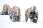 Bison-7