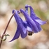 Aquilegia, Wild columbine (Aquilegia vulgaris)