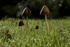 Fungi at Cholmondeley Castle, Cheshire
