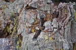 Griffon Vulture
