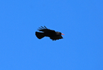 Chough