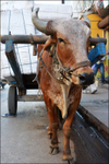 India Porbandar bullock cart detail
