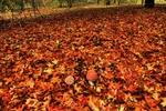 Fly Agaric HDR1