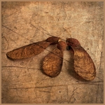 Sycamore Seeds.