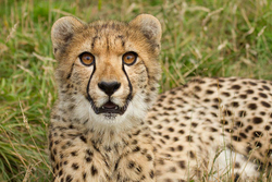 Animals (Fauna) portfolio