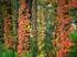 VIRGINIA CREEPER - NORFOLK COUNTY