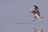 Baird's Sandpiper about to land in lagoon, Chaxa, Chile