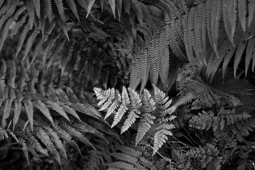 A young pale green fern contrasting with its dark green brothers.